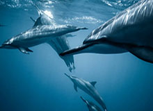 樊振东德甲联赛首秀失利